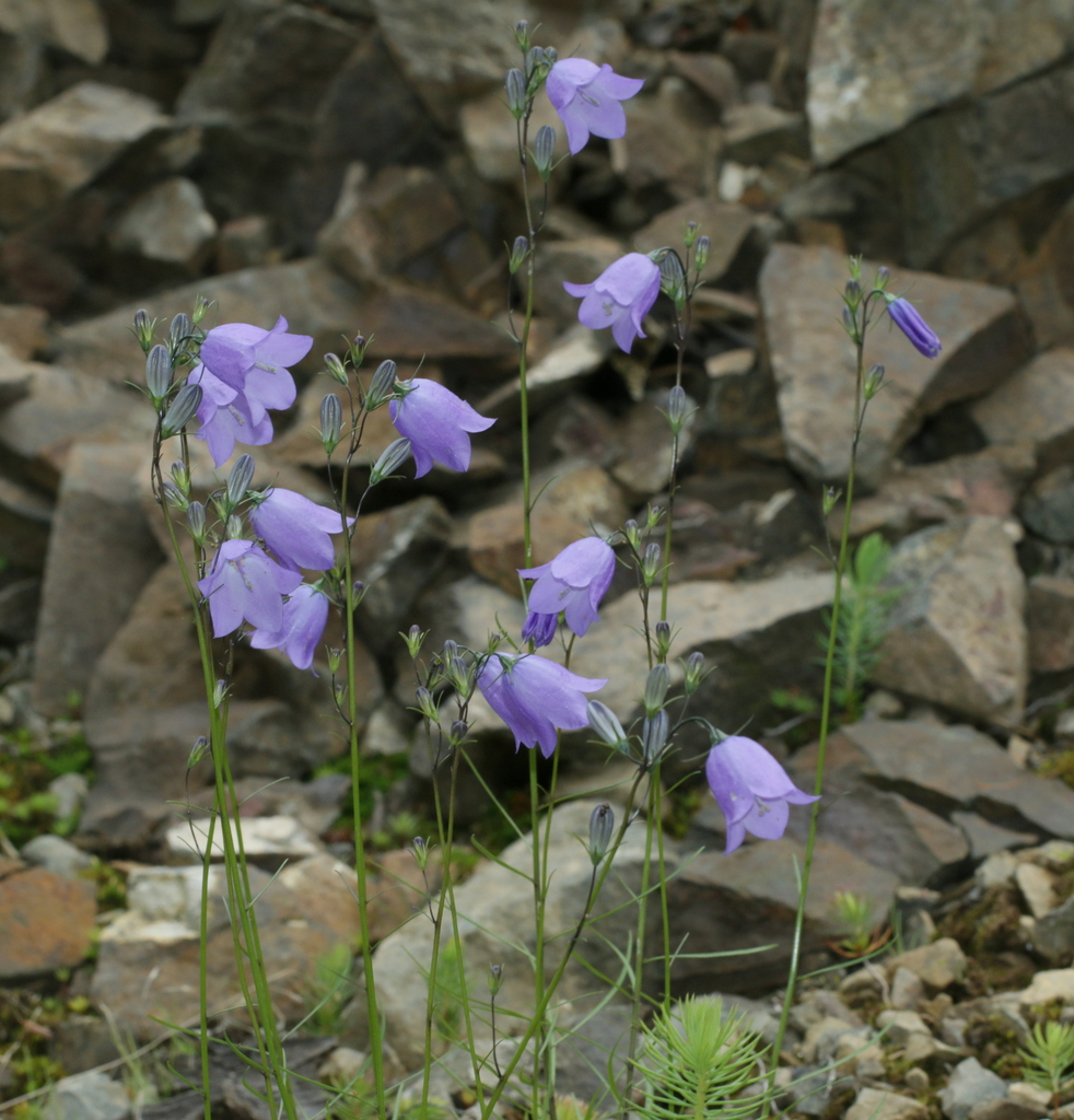 Campanula rotundifolia (Alpine harebell), native California herb