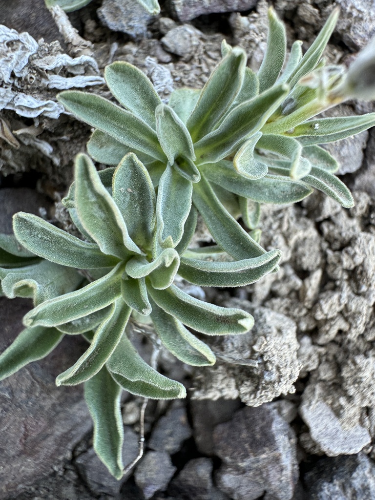 Campanula scabrella (Rough harebell), native California herb