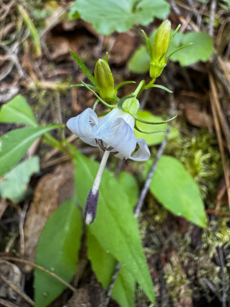 Campanula scouleri (Scouler's harebell), native California herb