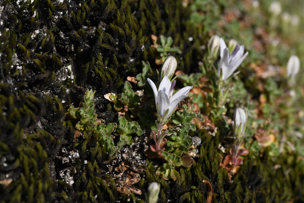 Campanula shetleri (Castle crags harebell), native California herb