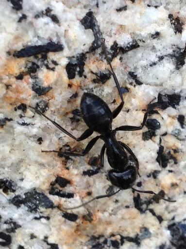 Camponotus laevissimus (Hairy Smooth Carpenter Ant), California species