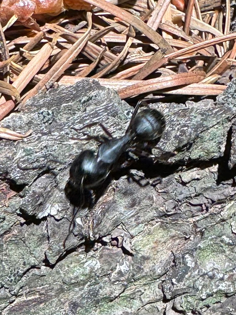 Camponotus modoc (Western Black Carpenter Ant), California species