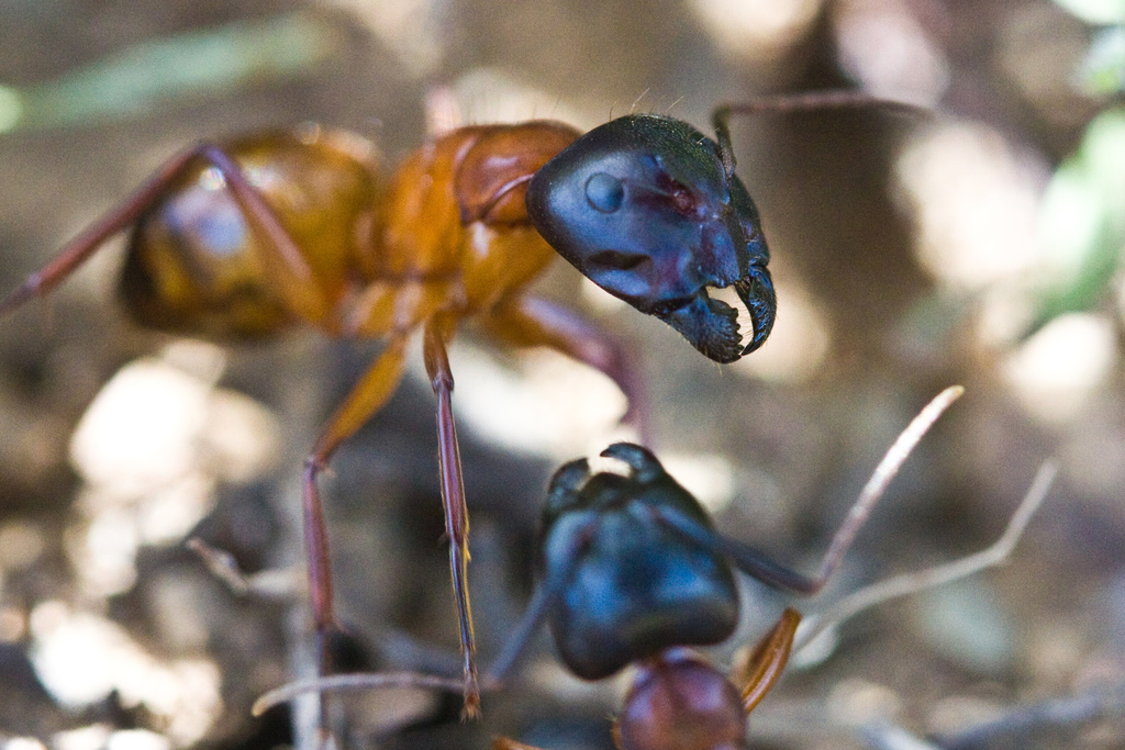 Camponotus semitestaceus (Brick Carpenter Ant), California species
