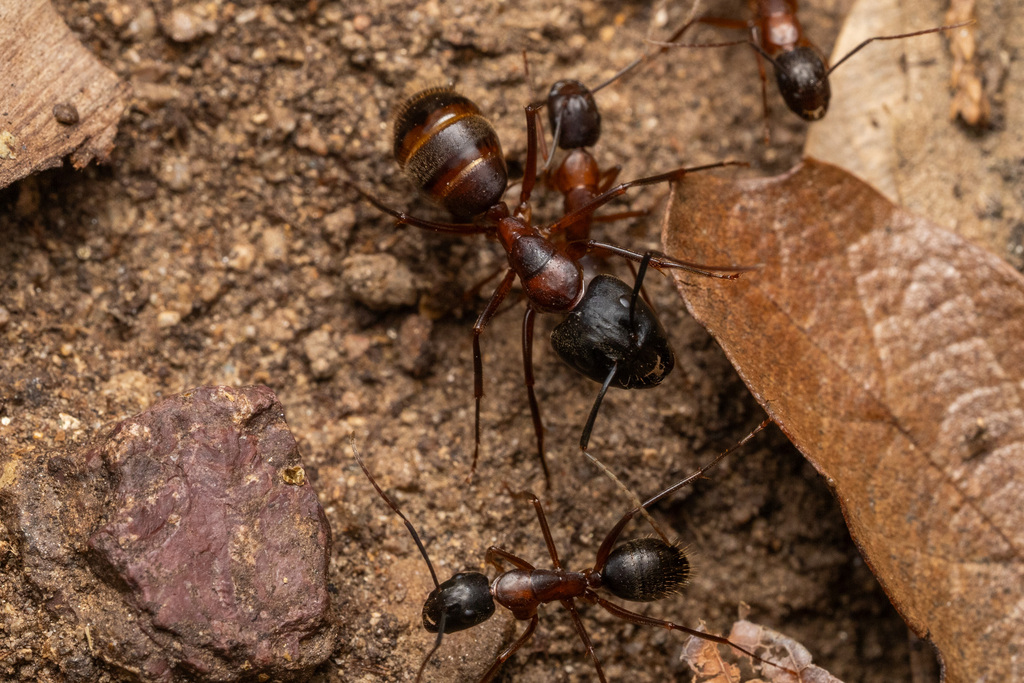 Camponotus vicinus (Bicolored Carpenter Ant), California species