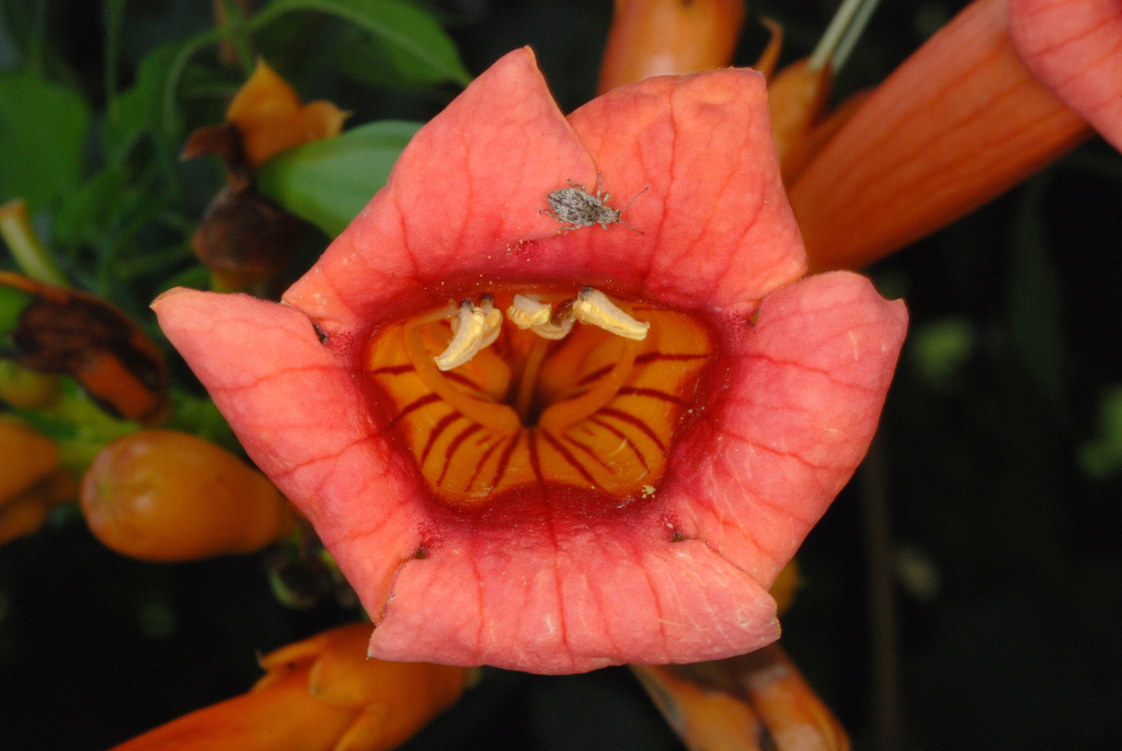 Campsis radicans (Trumpet creeper), non-native California vine