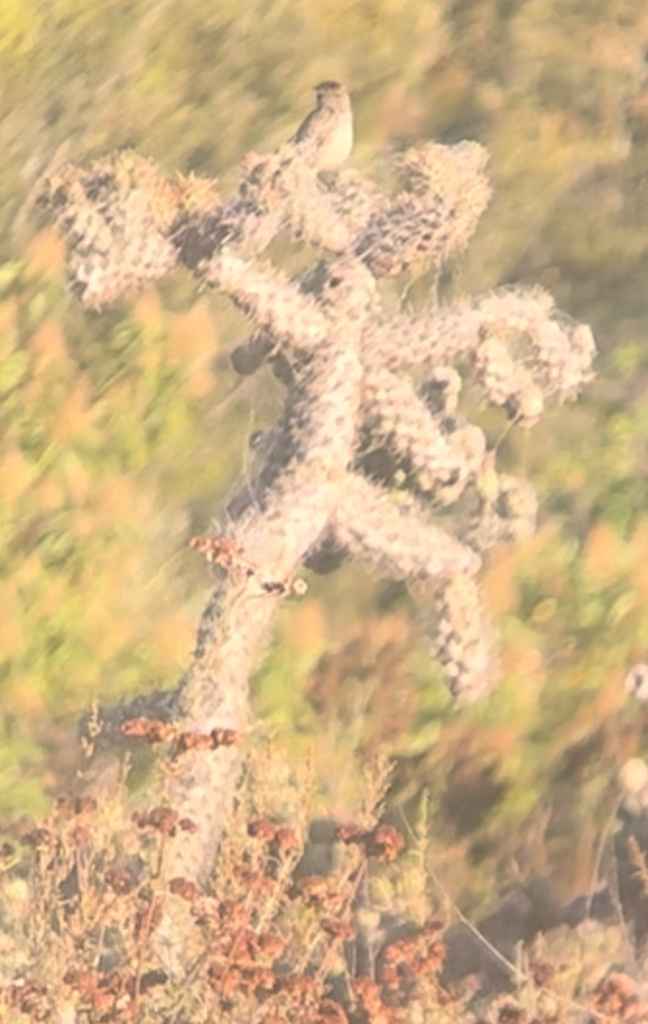Campylorhynchus brunneicapillus sandiegensis (Coastal Cactus Wren), California species