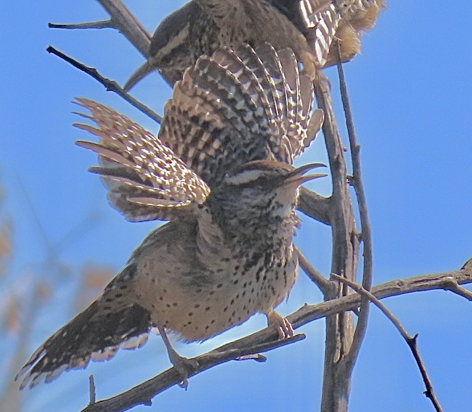 Campylorhynchus brunneicapillus (Cactus Wren), California species