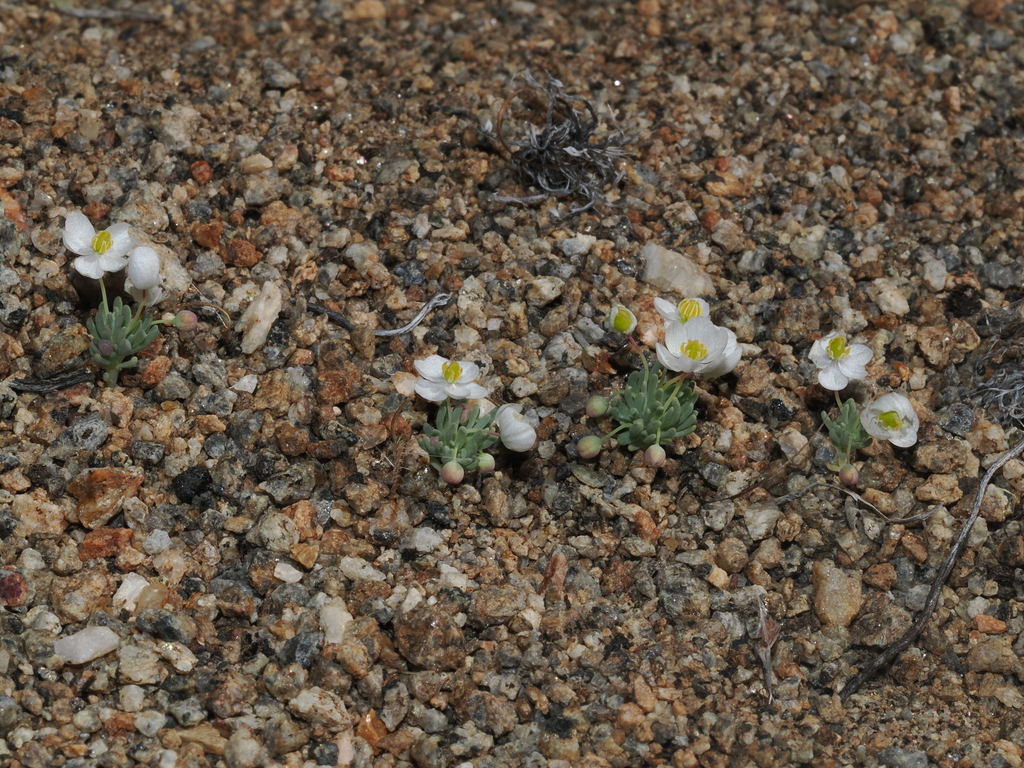Canbya candida (White pygmy-poppy), native California herb