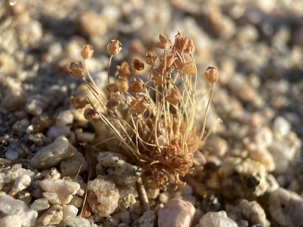 Canbya sp., non-native California annual