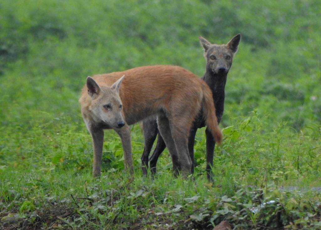 Canis familiaris (Domestic Dog), California species