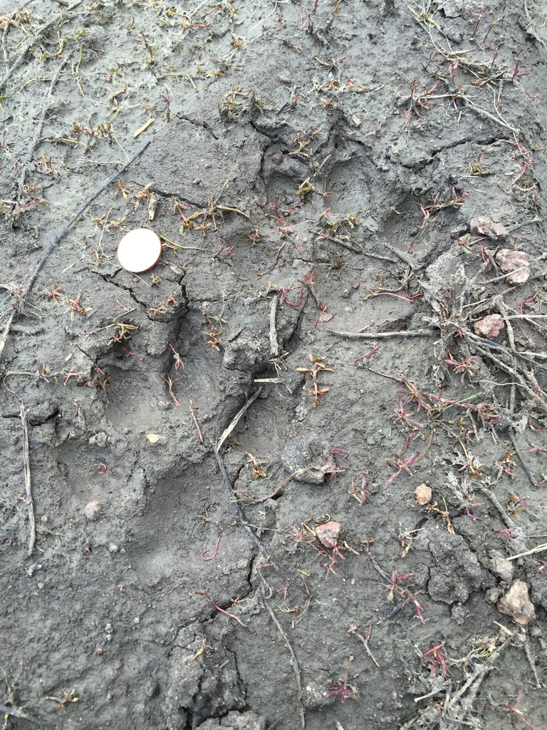 Canis lupus baileyi (Mexican wolf), California species