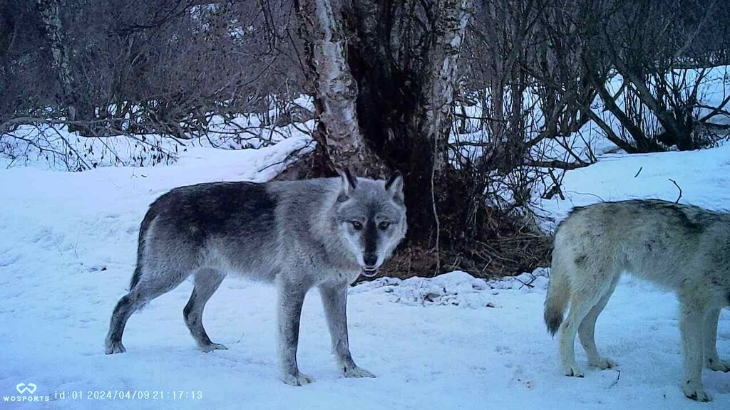 Canis lupus (Gray wolf), California species