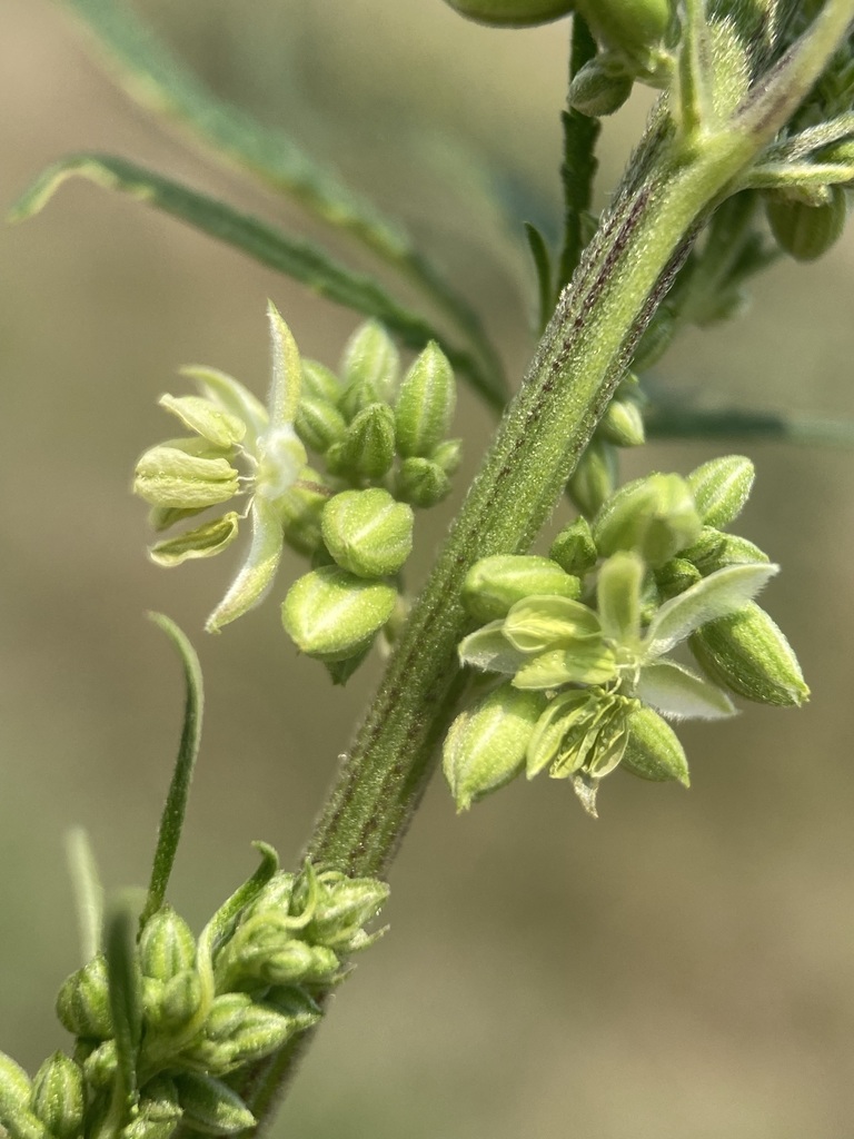 Cannabis sativa (Hemp), non-native California herb