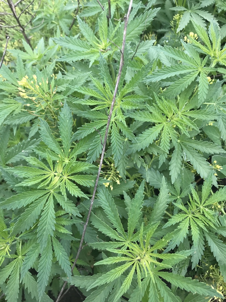 Cannabis sp. (Hemp), non-native California perennial