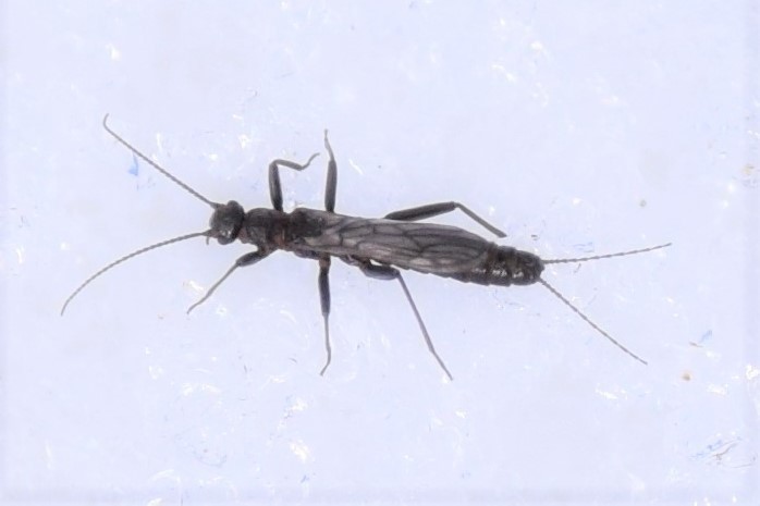 Capnia lacustra (Lake Tahoe Benthic Stonefly), California species