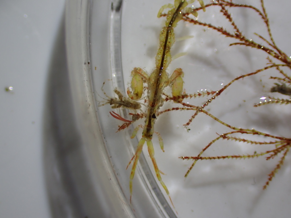 Caprella mutica (Japanese Skeleton Shrimp), California species