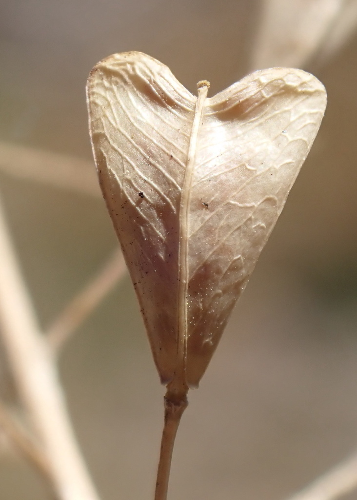 Capsella bursa-pastoris (Shepherd's purse), non-native California herb