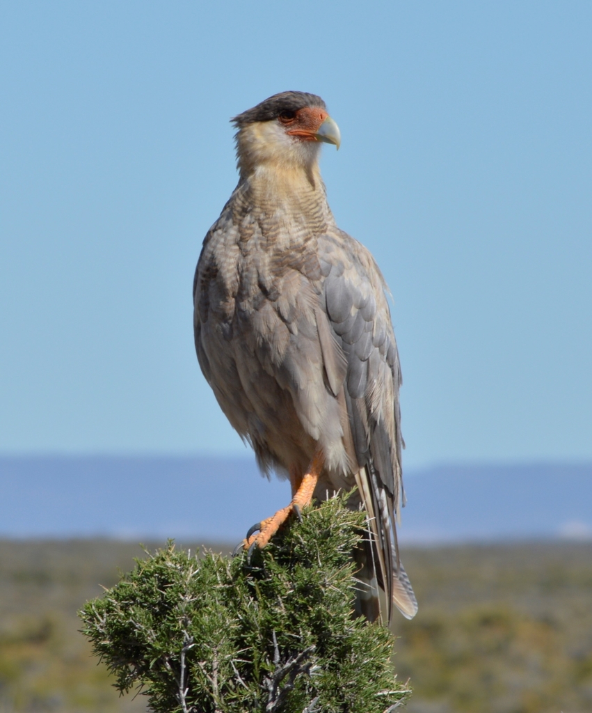 Caracara cheriway (Crested Caracara), California species