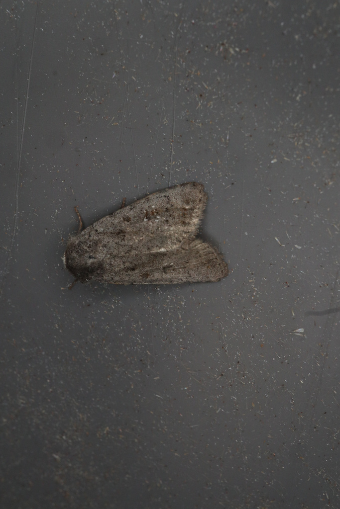 Caradrina montana (Civil Rustic), California species