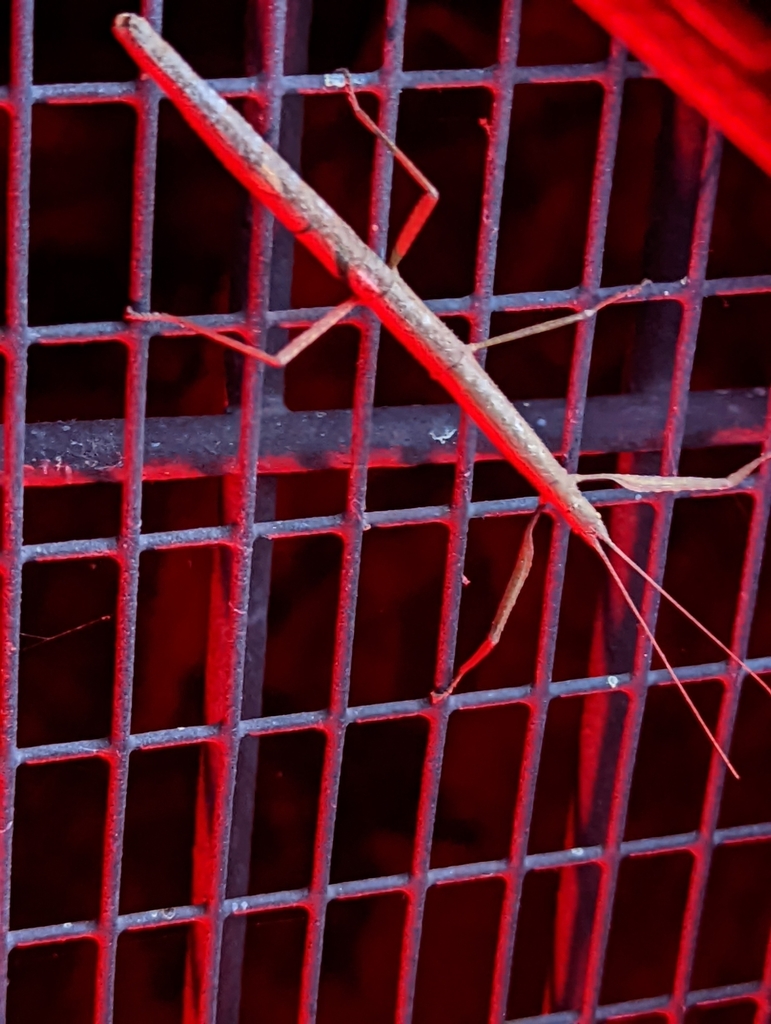 Carausius morosus (Indian Walking Stick), California species