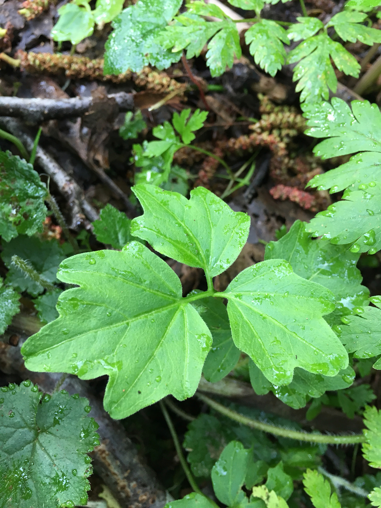 Cardamine angulata (Seaside bitter cress), native California herb