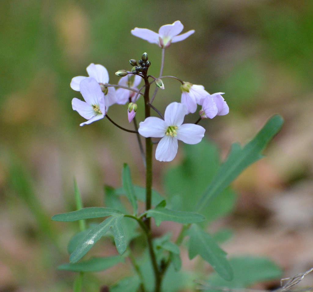 Cardamine californica (Milk maids), native California herb