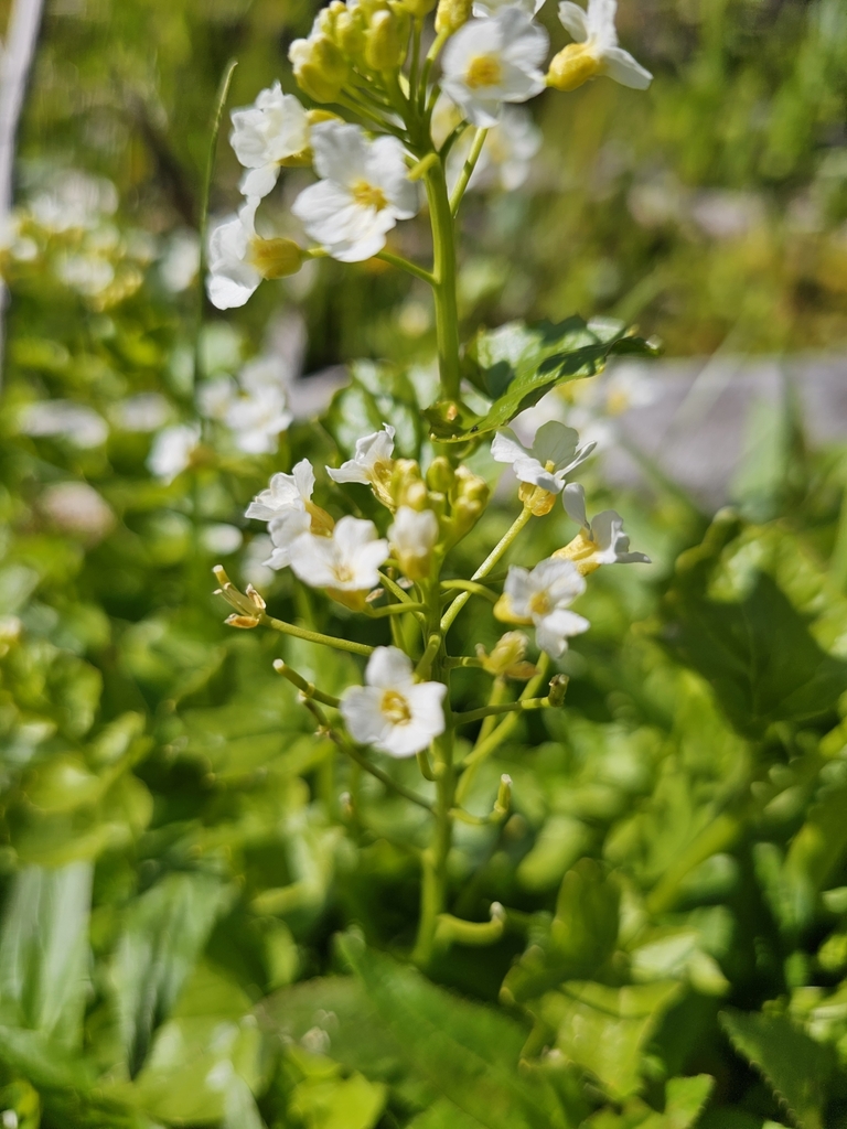 Cardamine cordifolia (Heartleaf bittercress), native California herb