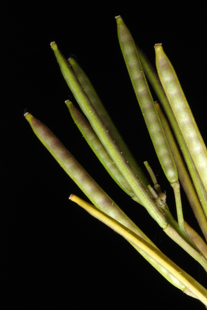 Cardamine hirsuta (Hairy bitter cress), non-native California herb