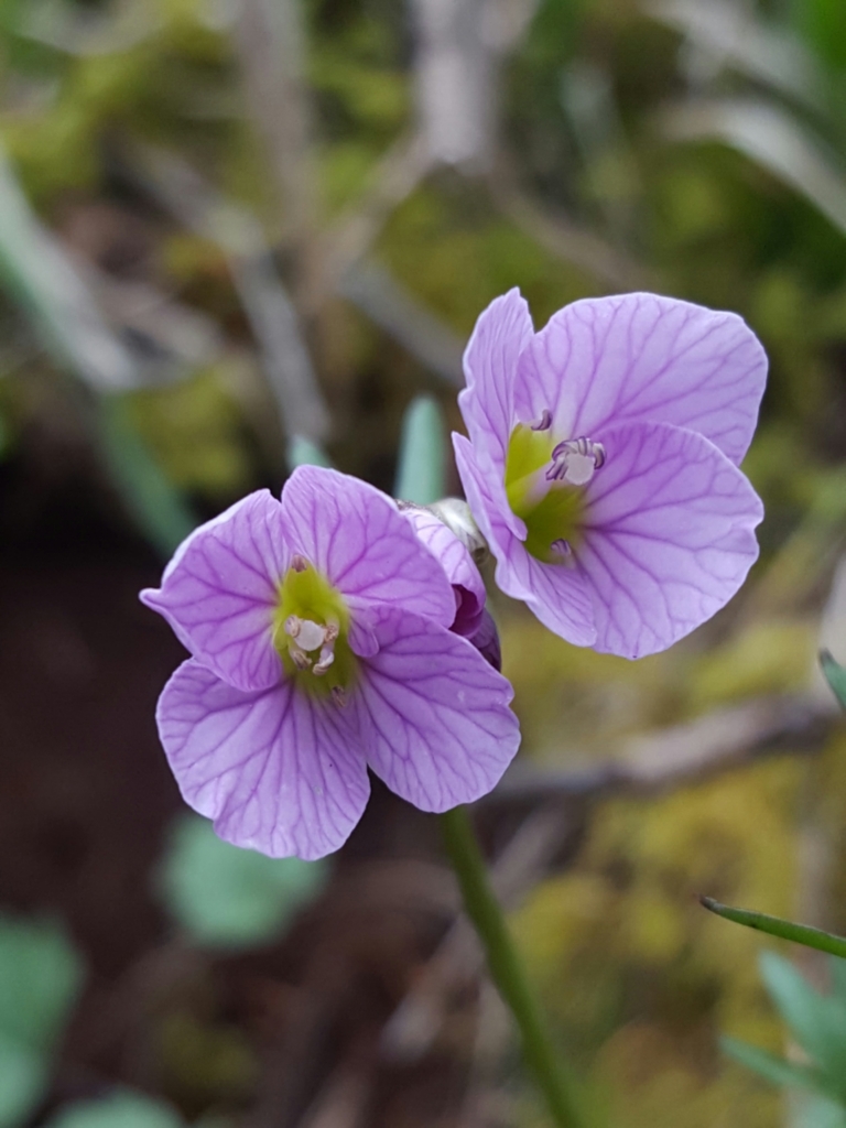 Cardamine nuttallii var. gemmata (yellow-tubered toothwort), California species
