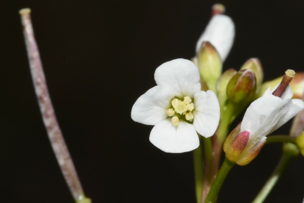 Cardamine occidentalis (Big western bittercress), native California herb