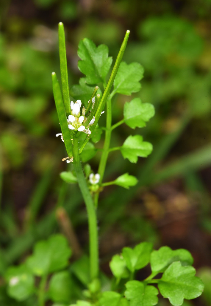 Cardamine oligosperma (Bitter cress), native California herb