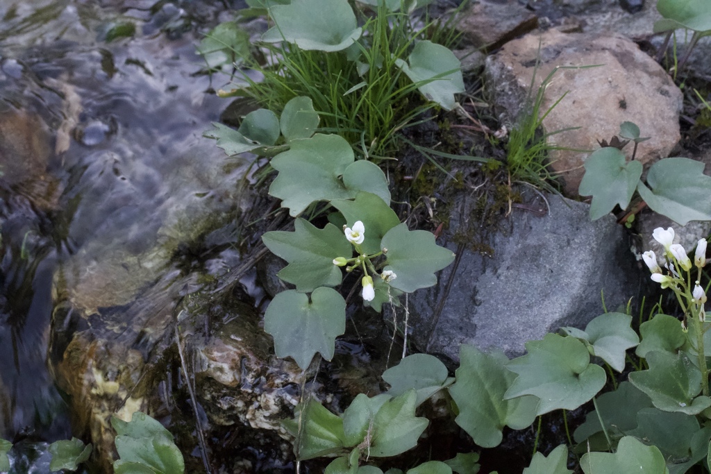 Cardamine pachystigma var. dissectifolia (dissected-leaved toothwort), California species