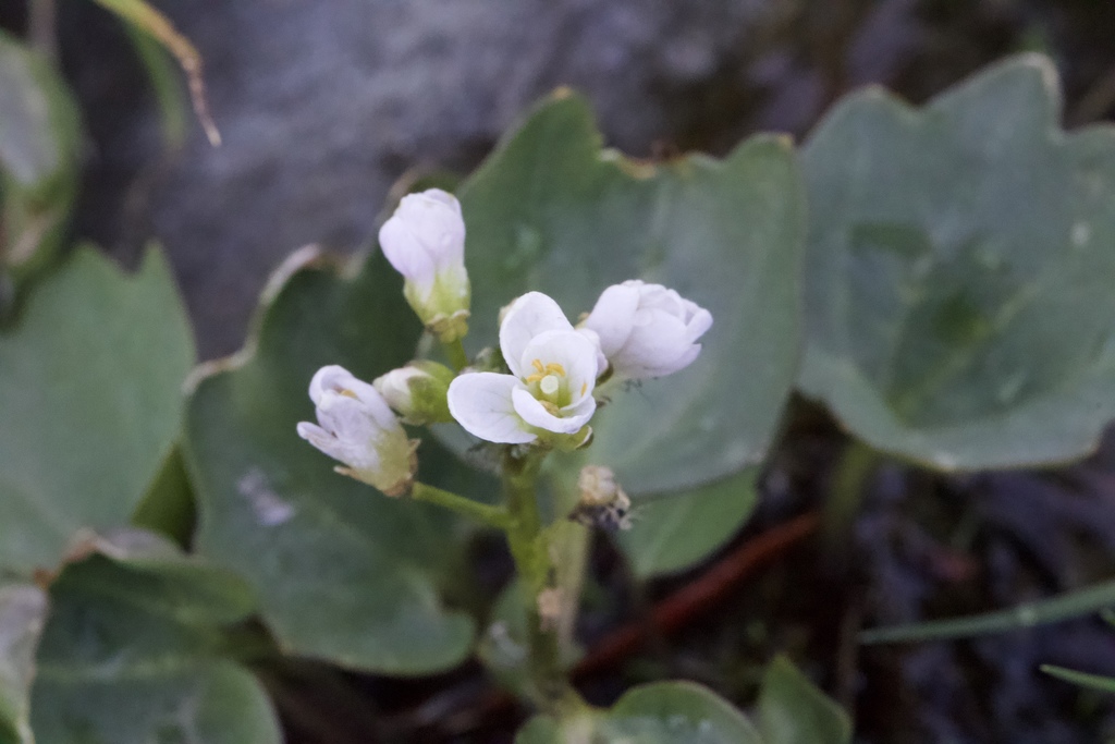 Cardamine pachystigma (Rock toothwort), native California herb
