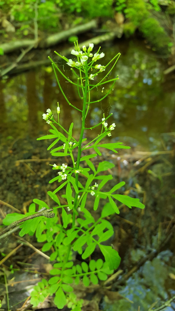Cardamine pensylvanica (Pennsylvania bittercress), native California herb