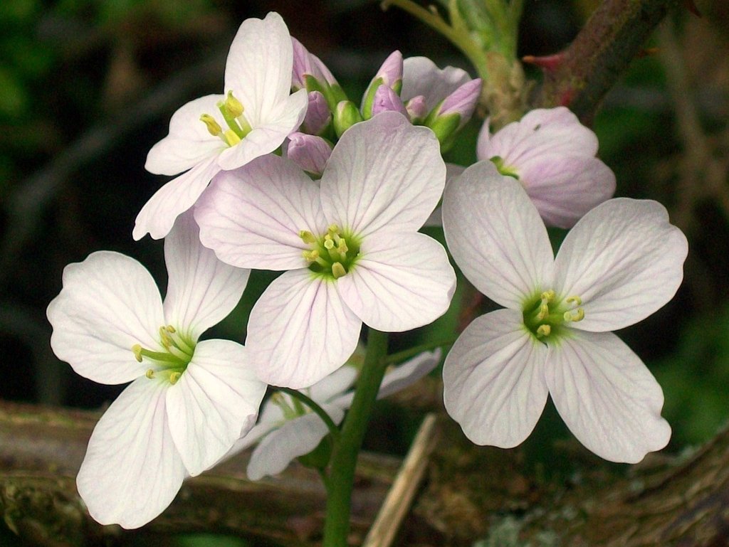 Cardamine sp. (Bitter-cress), non-native California perennial