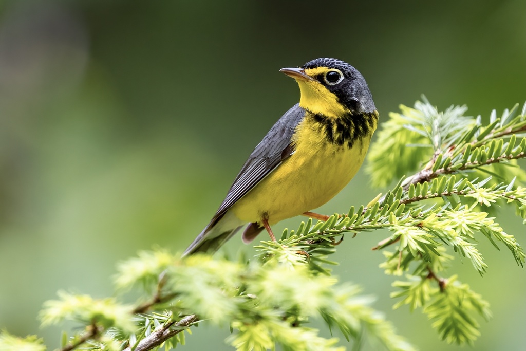 Cardellina canadensis (Canada Warbler), California species