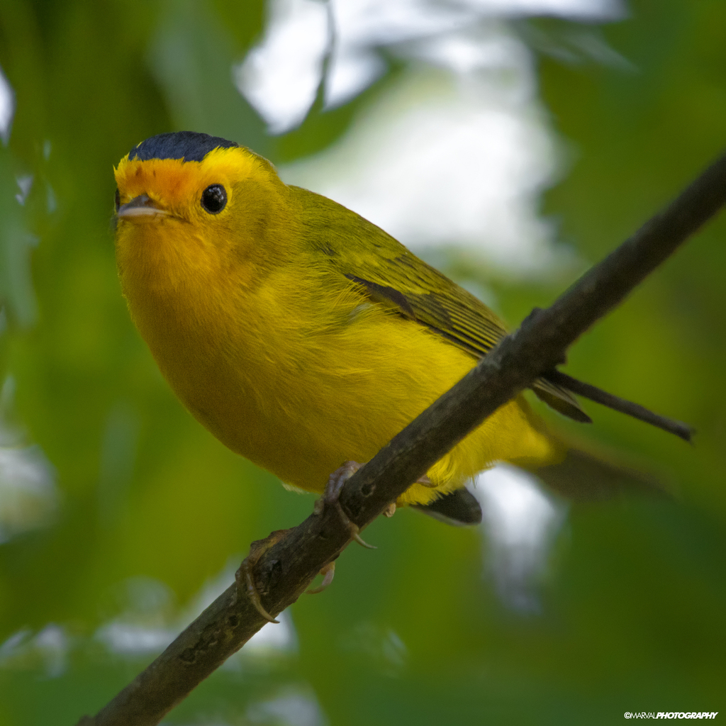 Cardellina pusilla (Wilson's Warbler), California species