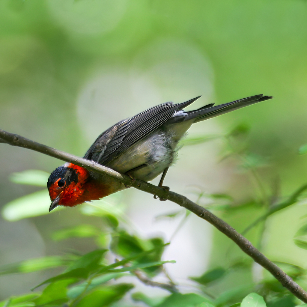 Cardellina rubrifrons (Red-faced Warbler), California species