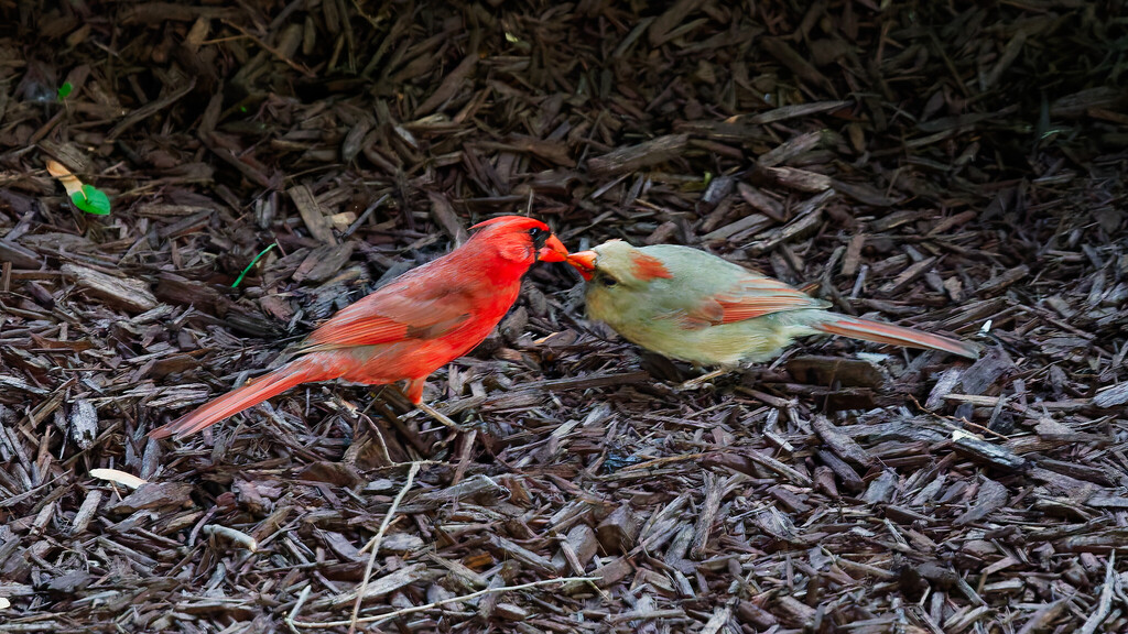 Cardinalis cardinalis (Northern Cardinal), California species