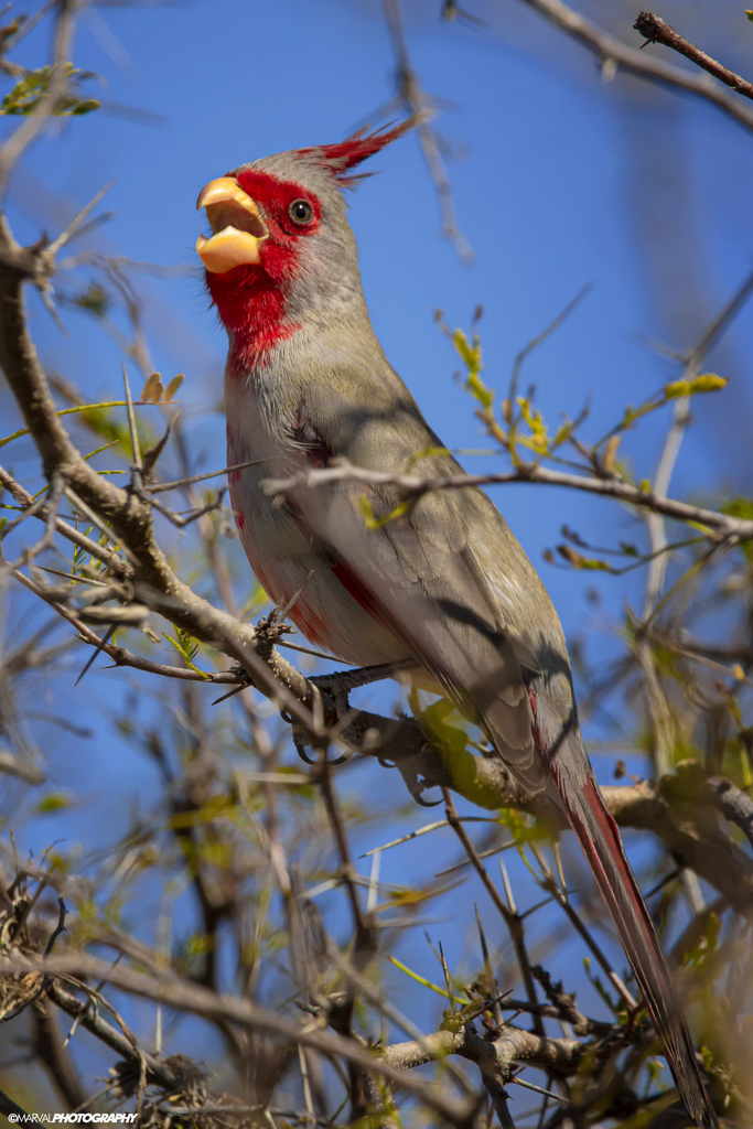 Cardinalis sinuatus (Pyrrhuloxia), California species