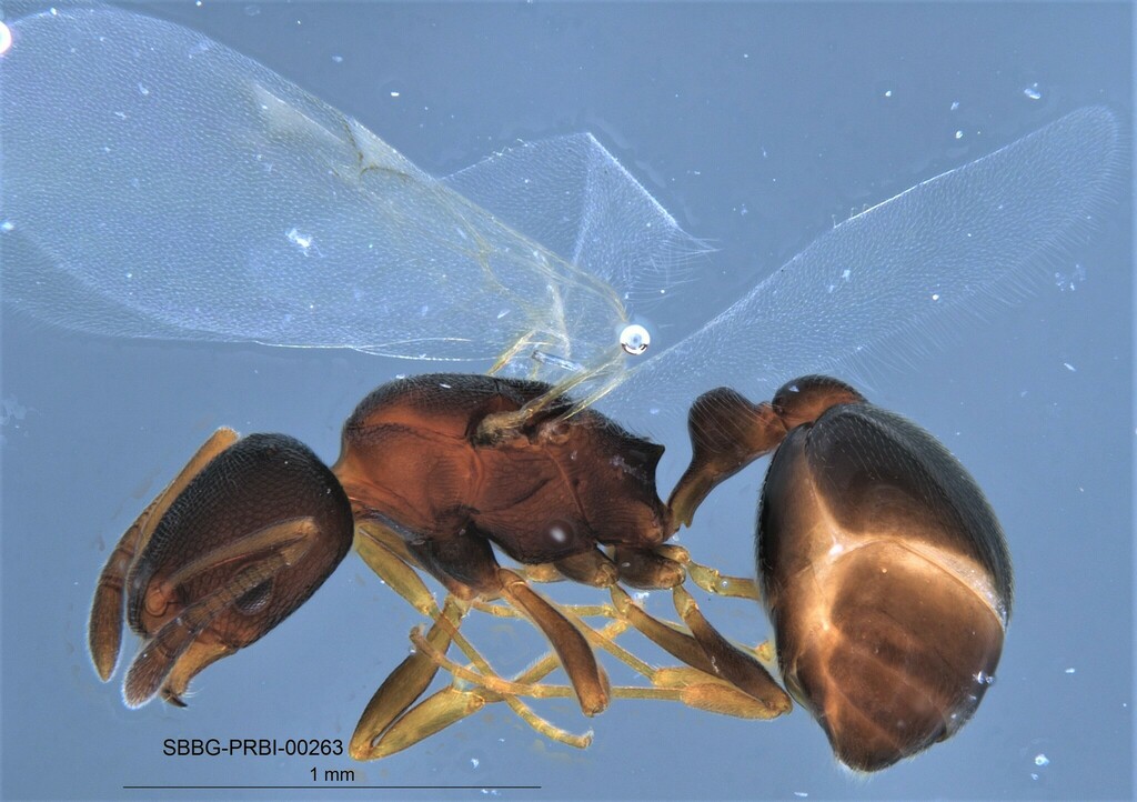 Cardiocondyla mauritanica (Moorish Sneaking Ant), California species