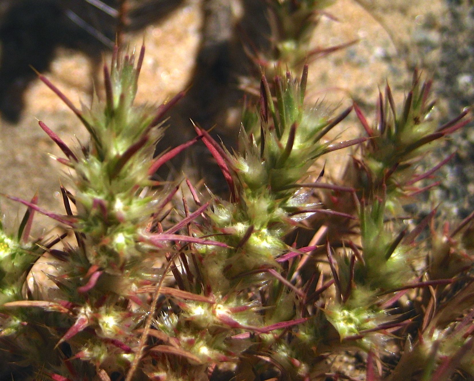 Cardionema ramosissimum (Sandmat), native California herb