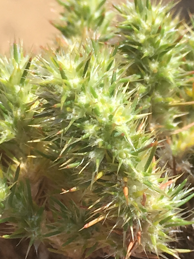 Cardionema sp. (Sandmat), non-native California perennial