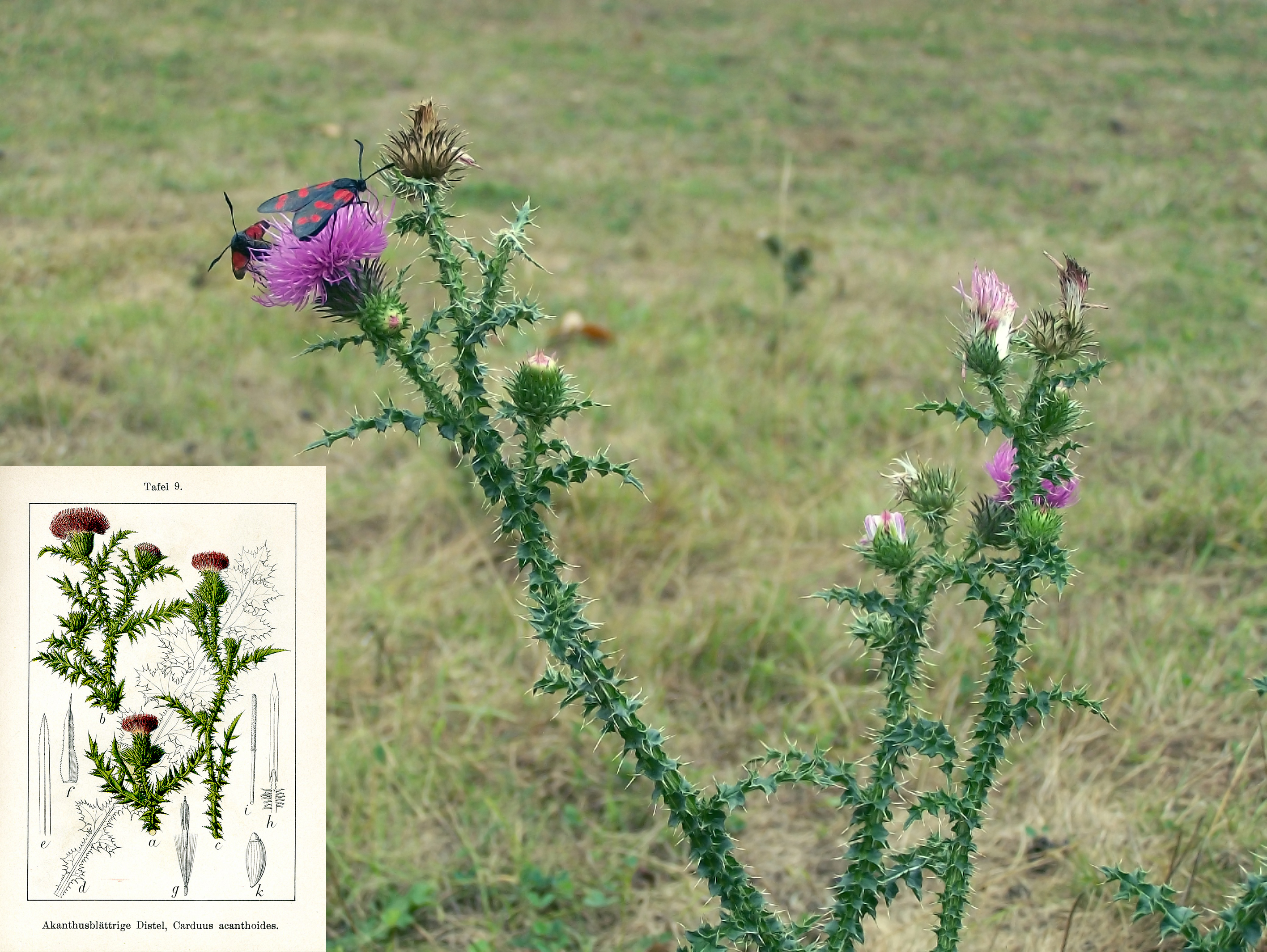 Carduus acanthoides subsp. acanthoides (Plumeless thistle), non-native California biennial