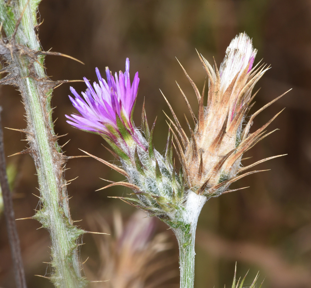 Carduus pycnocephalus subsp. pycnocephalus (Italian thistle), non-native California annual