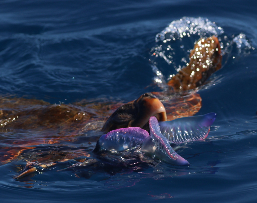 Caretta caretta (Loggerhead sea turtle [North Pacific DPS]), California species