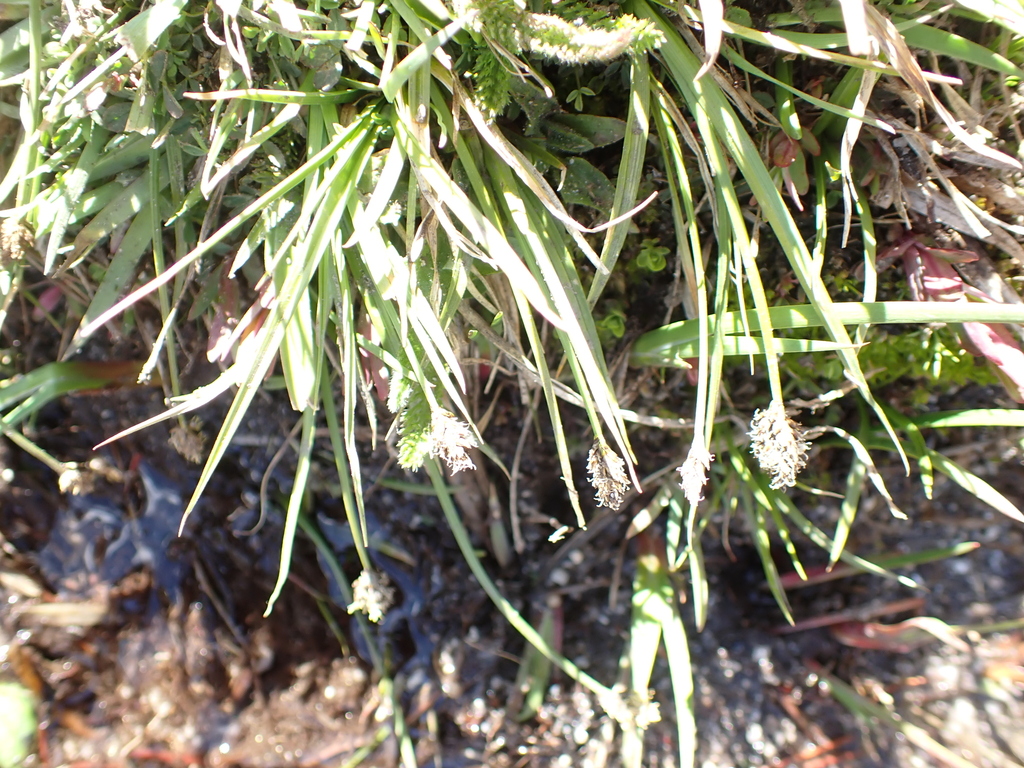 Carex abrupta (Abrupt-beaked sedge), native California grass