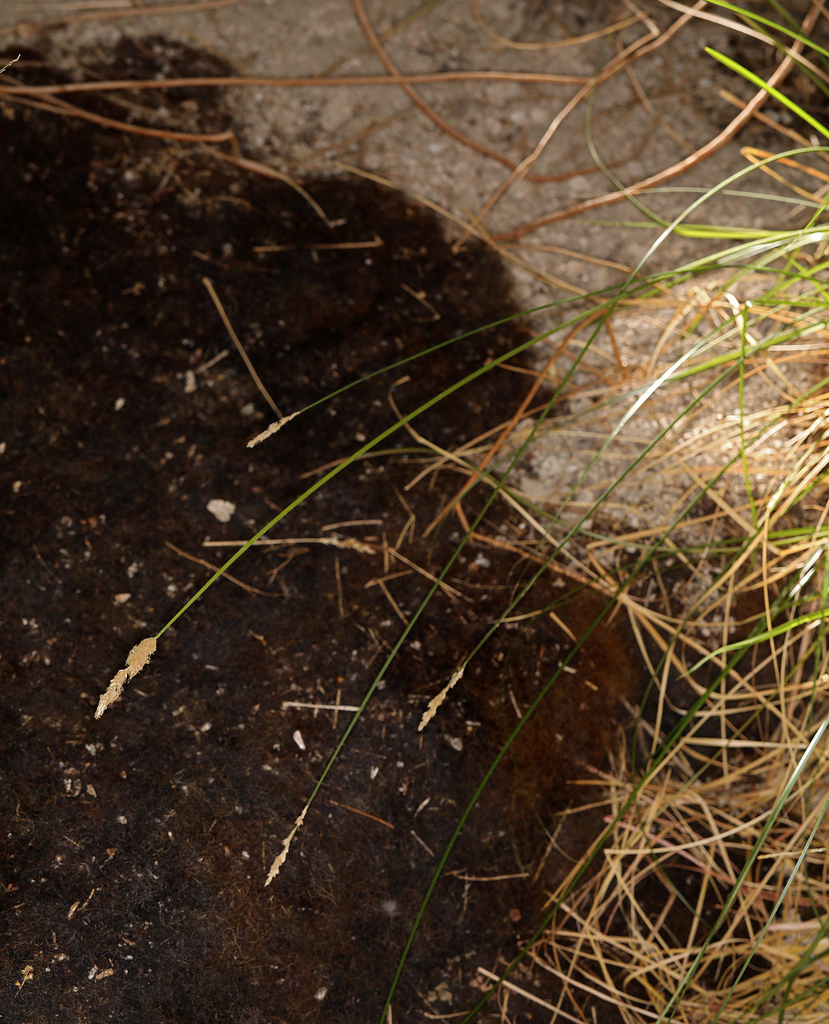 Carex alma (Sturdy sedge), native California grass