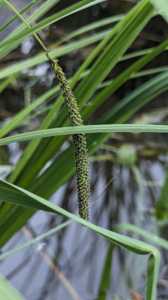 Carex amplifolia (Big-leaf sedge), native California grass