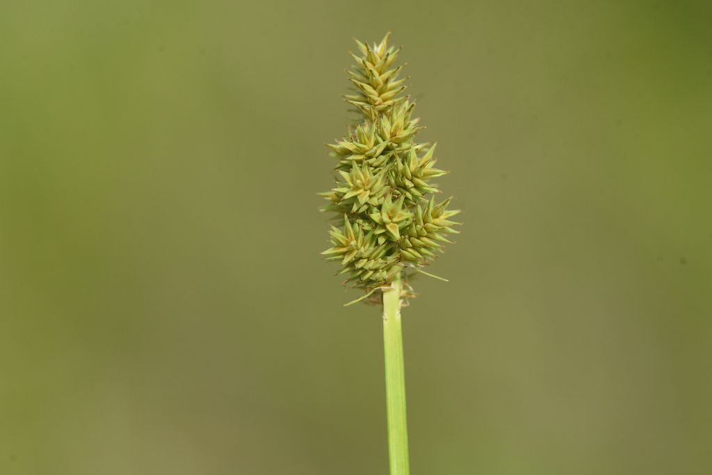 Carex arcta (Northern clustered sedge), native California grass